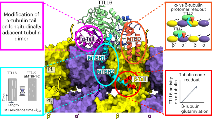 Structural basis for α-tubulin-specific and modification state-dependent glutamylation