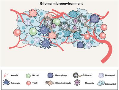 The antitumor action of endocannabinoids in the tumor microenvironment of glioblastoma
