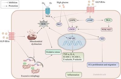 Glucagon-like peptide-1 receptor agonists: new strategies and therapeutic targets to treat atherosclerotic cardiovascular disease