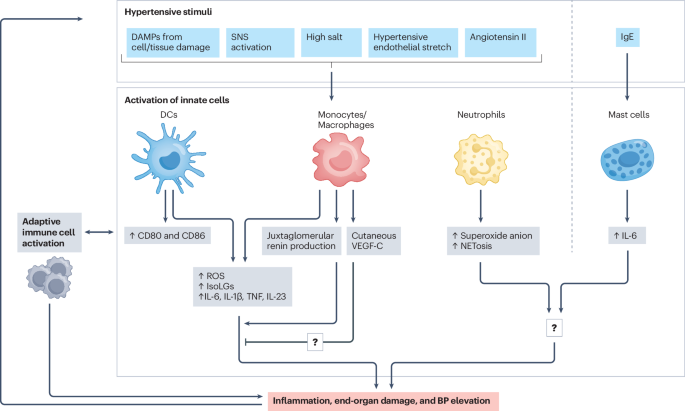 Immune mechanisms in the pathophysiology of hypertension