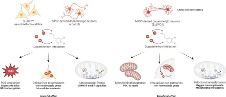 Dopamine‑iron homeostasis interaction rescues mitochondrial fitness in Parkinson's disease