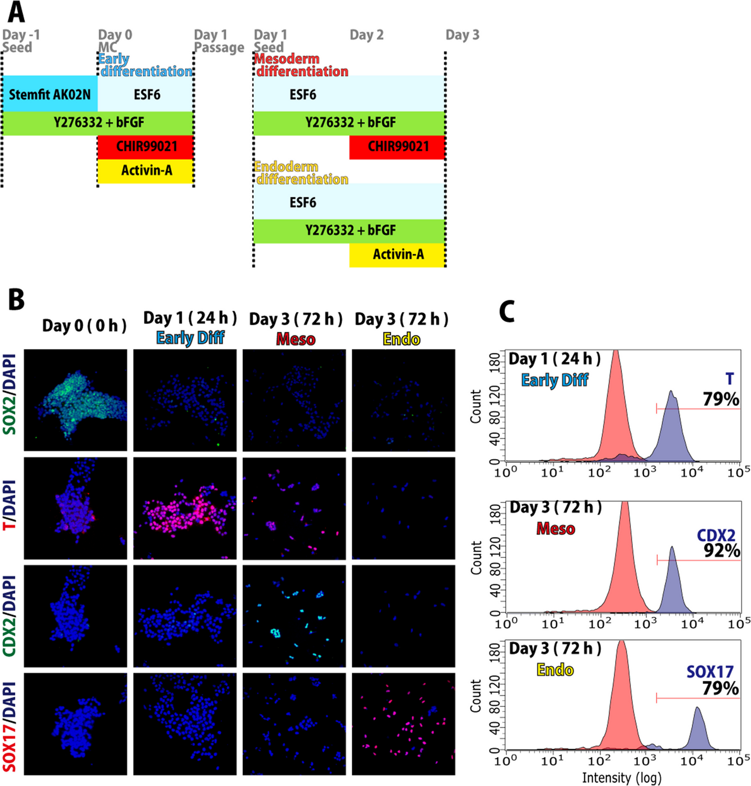 The migration pattern of cells during the mesoderm and endoderm differentiation from human pluripotent stem cells