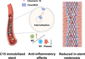 Vascular stent with immobilized anti-inflammatory chemerin 15 peptides mitigates neointimal hyperplasia and accelerates vascular healing
