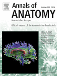 Corrigendum to “Internal vascular anatomy of the human lacrimal gland: A protocol based on cadaver dissection and three-dimensional micro-computed tomography” [Ann. Anat. 252 (2024) 152207]