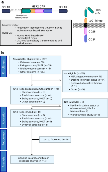 Autologous HER2-specific CAR T cells after lymphodepletion for advanced sarcoma: a phase 1 trial