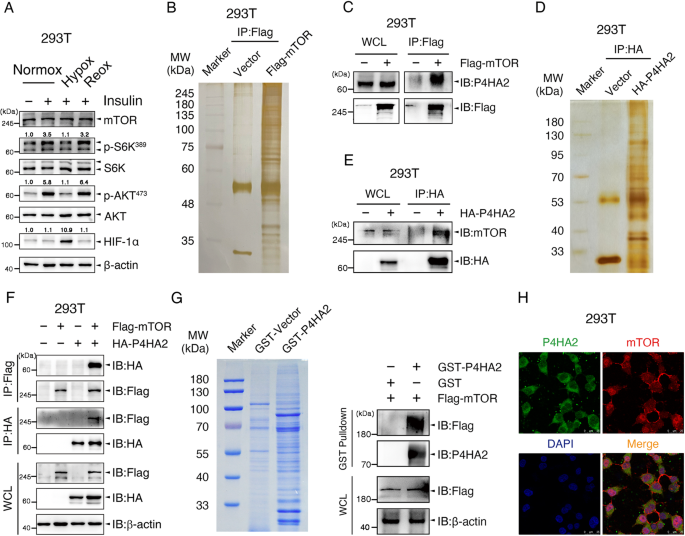 P4HA2 activates mTOR via hydroxylation and targeting P4HA2-mTOR inhibits lung adenocarcinoma cell growth