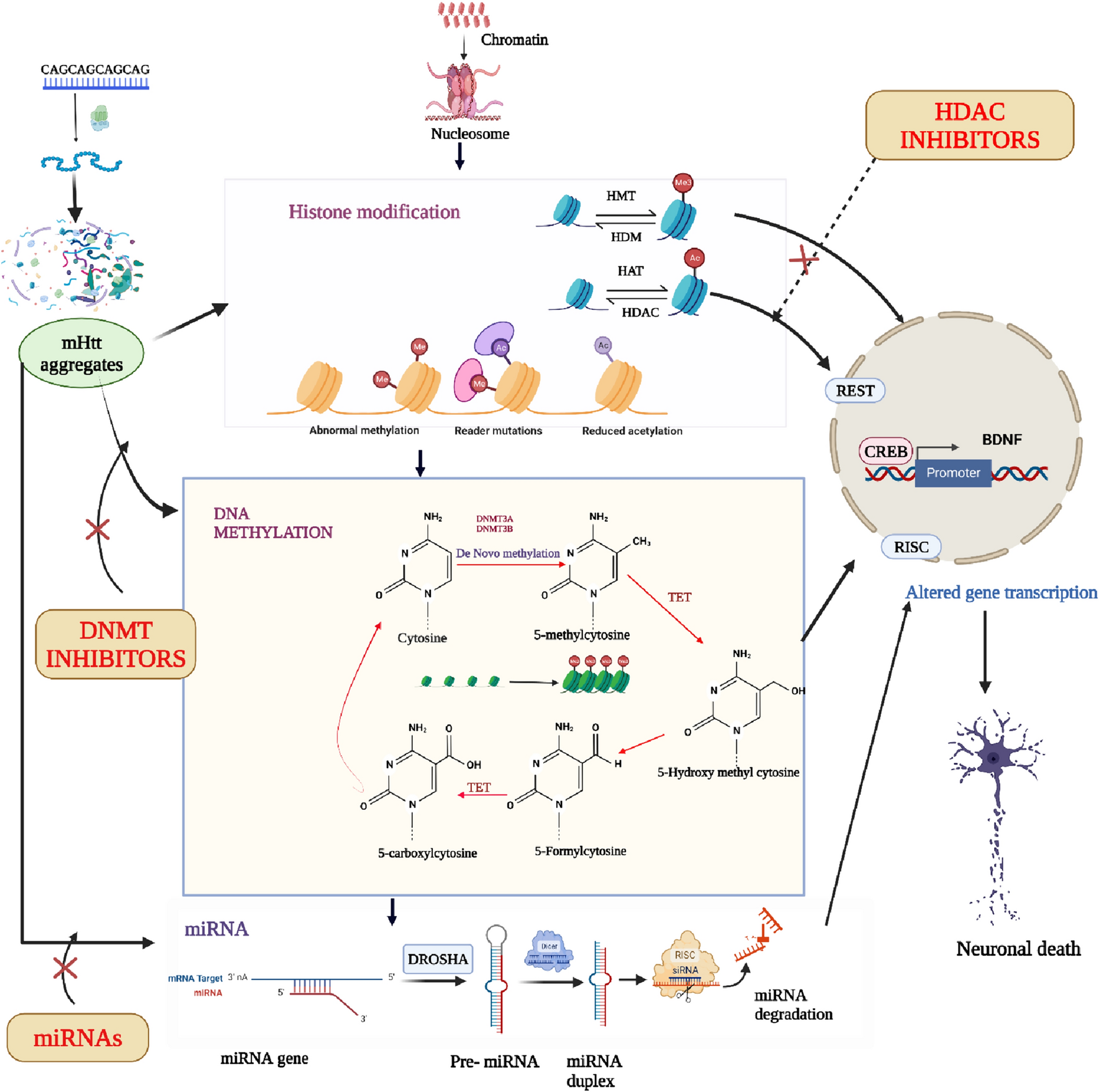 Neuroinflammation and the role of epigenetic-based therapies for Huntington’s disease management: the new paradigm