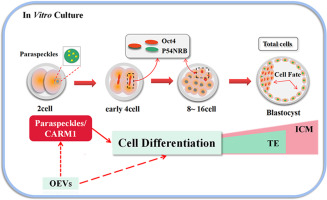Paraspeckles / CARM1 Mediates the Regulation of OEVs on Cell Differentiation During in vitro Embryonic Development of Yak.