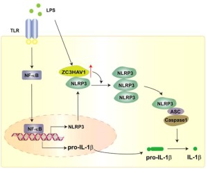 ZAP facilitates NLRP3 inflammasome activation via promoting the oligomerization of NLRP3