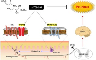 A phytosphingosine derivative mYG-II-6 inhibits histamine-mediated TRPV1 activation and MRGPRX2-dependent mast cell degranulation