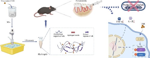 The impact of Thiopeptide antibiotics on inflammatory responses in periodontal tissues through the regulation of the MAPK pathway
