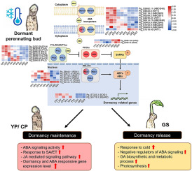 Identification of a key signaling network regulating perennating bud dormancy in Panax ginseng