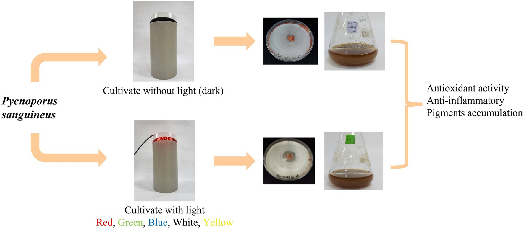 Different wavelengths of LED irradiation promote secondary metabolite production in Pycnoporus sanguineus for antioxidant and immunomodulatory applications