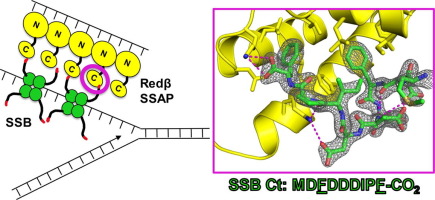 Structural basis for the interaction of Redβ single strand annealing protein with Escherichia coli single-stranded DNA binding protein
