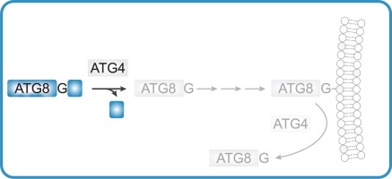 Beyond the C-terminal glycine of ATG8 proteins – The story of some neglected amino acids