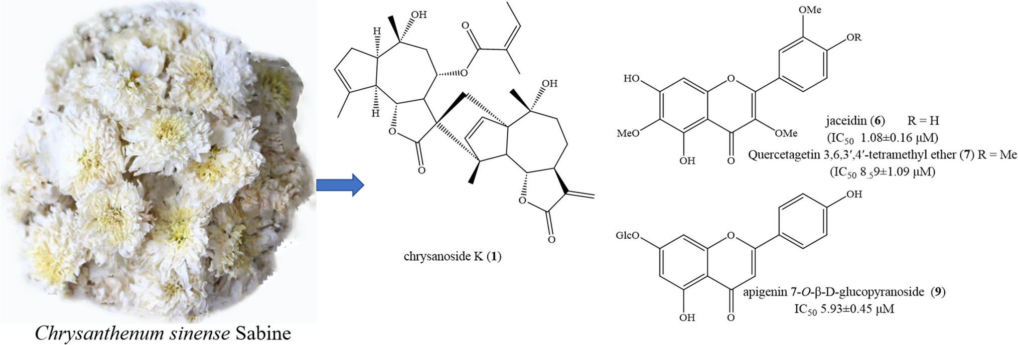 A New Guaianolide-type Sesquiterpenoid and Xanthine Oxidase Inhibitory Activity from Chrysanthemum sinense Flowers