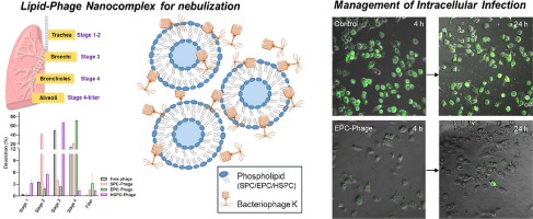 Investigating the effectiveness of liposome-bacteriophage nanocomplex in killing Staphylococcus aureus using epithelial cell coculture models
