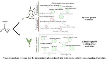 Proteomic analysis revealed that the oomyceticide phosphite exhibits multi-modal action in an oomycete pathosystem