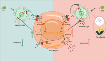 Rocaglamide regulates iron homeostasis by suppressing hepcidin expression