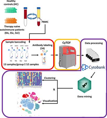 Comparative single-cell multiplex immunophenotyping of therapy-naive patients with rheumatoid arthritis, systemic sclerosis, and systemic lupus erythematosus shed light on disease-specific composition of the peripheral immune system