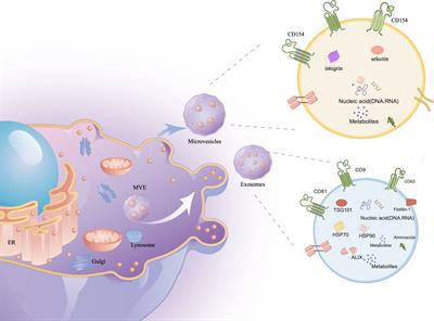 Unveiling the hidden role of extracellular vesicles in brain metastases: a comprehensive review