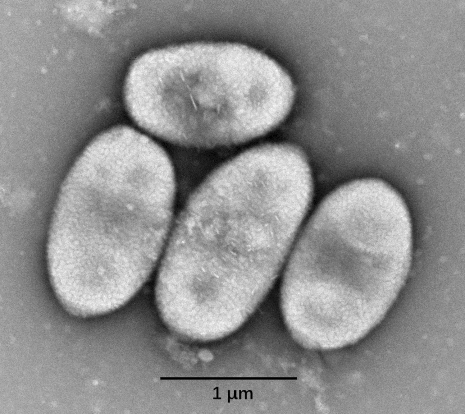 Sphingomonas lacusdianchii sp. nov., an attached bacterium inhibited by metabolites from its symbiotic cyanobacterium