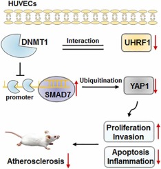 UHRF1 inhibition mitigates vascular endothelial cell injury and ameliorates atherosclerosis in mice via regulating the SMAD7/YAP1 axis