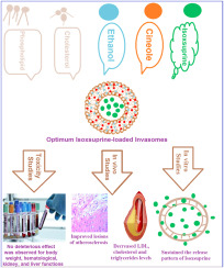 In vitro and in vivo evaluation of isoxsuprine loaded invasomes for efficient treatment of diabetes‐accelerated atherosclerosis