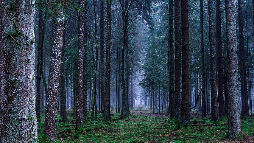 Europe’s lost forests – study shows coverage has halved over six millennia