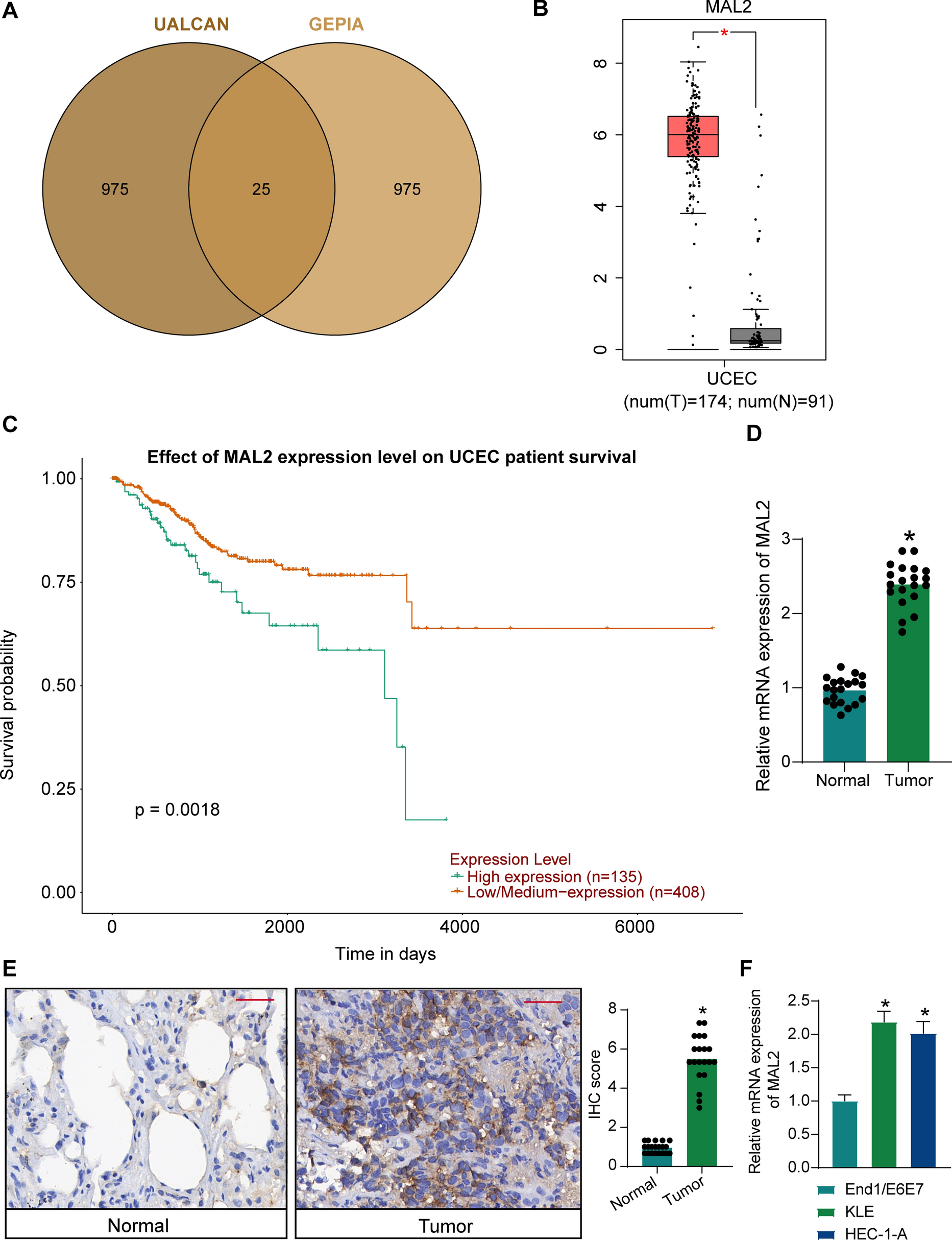 Activation of MAL2 by RAD21 inhibits the expression of MHC-I in immune evasion of endometrial cancer