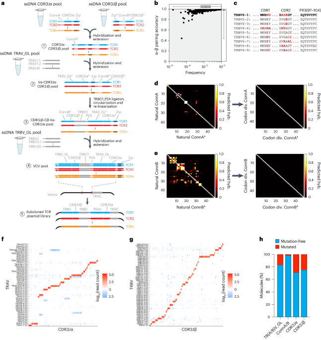 Discovery of tumor-reactive T cell receptors by massively parallel library synthesis and screening