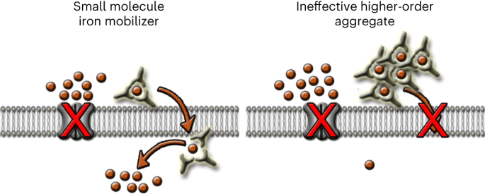 Minimizing higher-order aggregation maximizes iron mobilization by small molecules