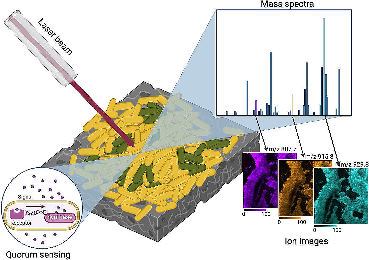 Matrix-assisted laser desorption/ionization mass spectrometry imaging for quorum sensing