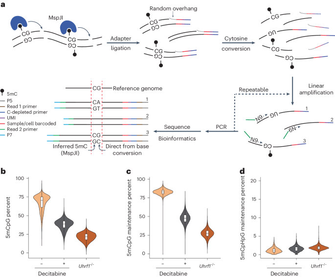 Combinatorial quantification of 5mC and 5hmC at individual CpG dyads and the transcriptome in single cells reveals modulators of DNA methylation maintenance fidelity
