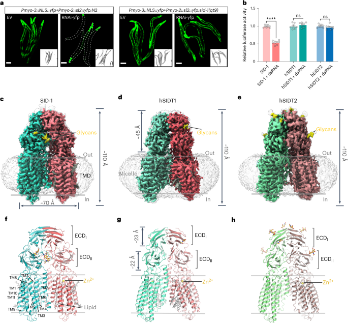 Structural insights into double-stranded RNA recognition and transport by SID-1