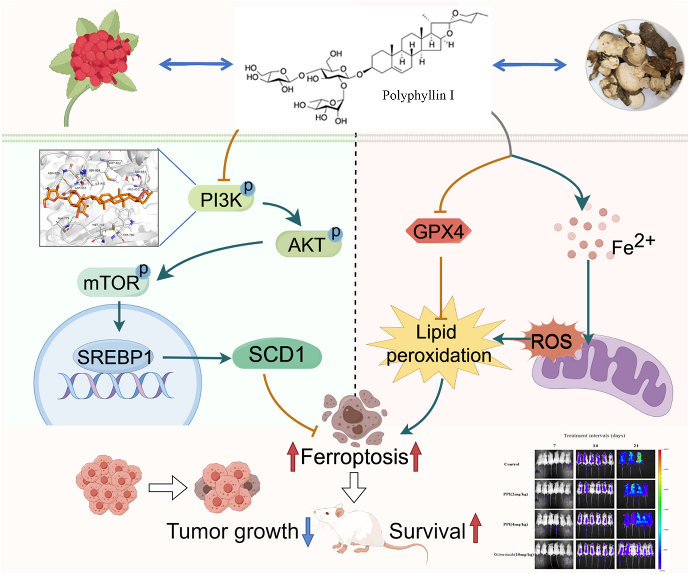 Polyphyllin I induces rapid ferroptosis in acute myeloid leukemia through simultaneous targeting PI3K/SREBP-1/SCD1 axis and triggering of lipid peroxidation