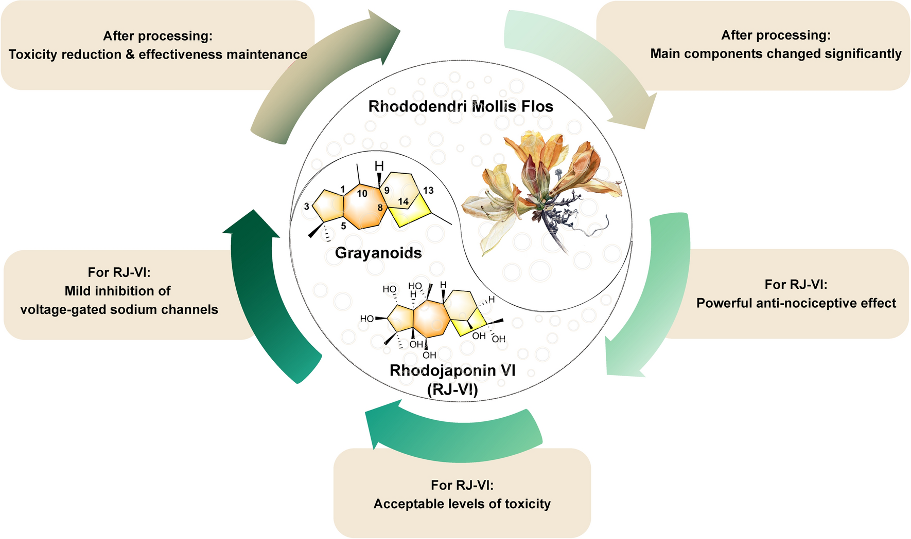 Evaluation of Rhododendri Mollis Flos and its representative component as a potential analgesic