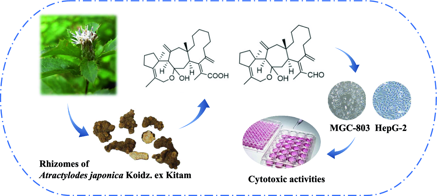 Two new sesterterpenoids from Atractylodes japonica Koidz. ex Kitam