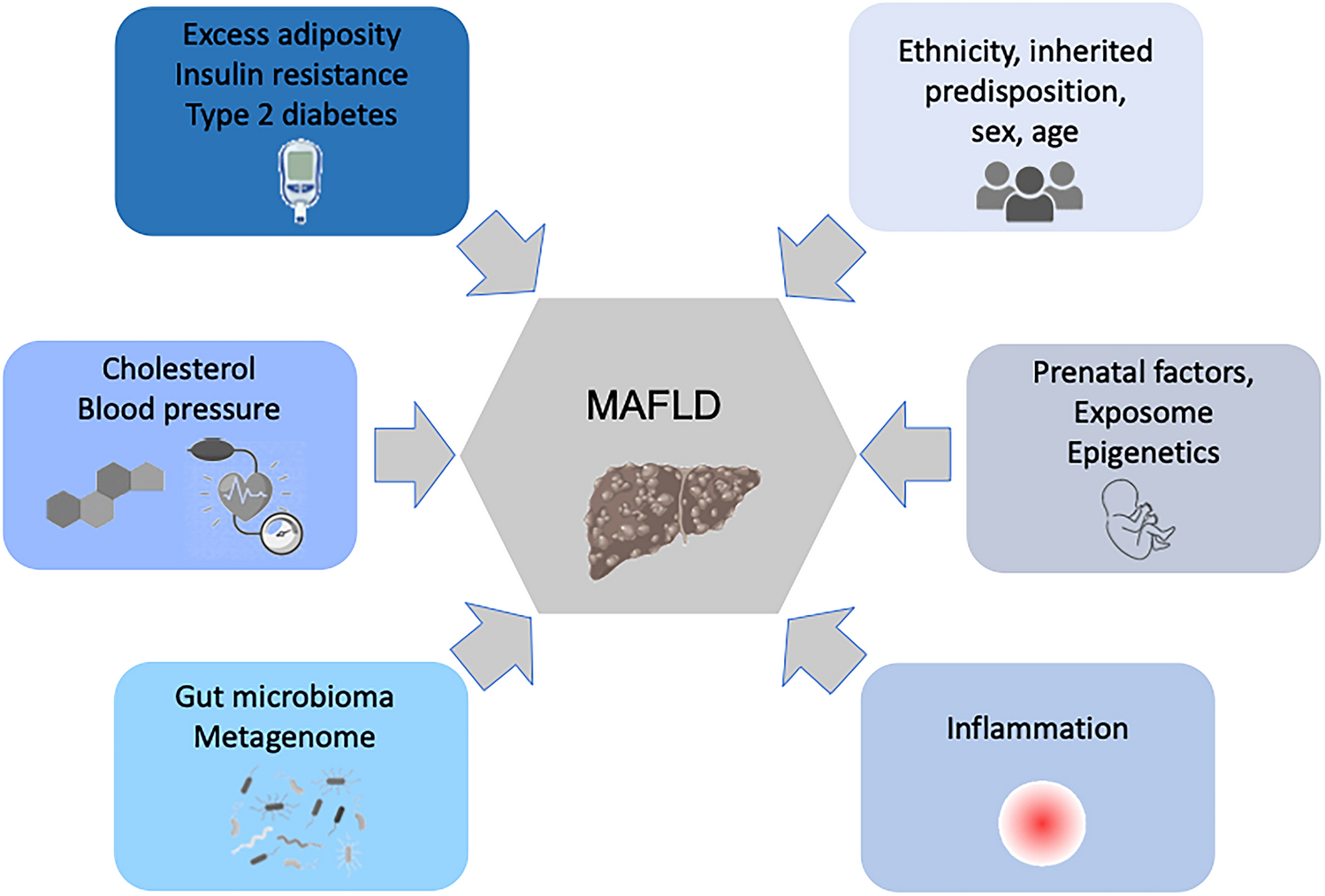 The contribution of genetics and epigenetics to MAFLD susceptibility