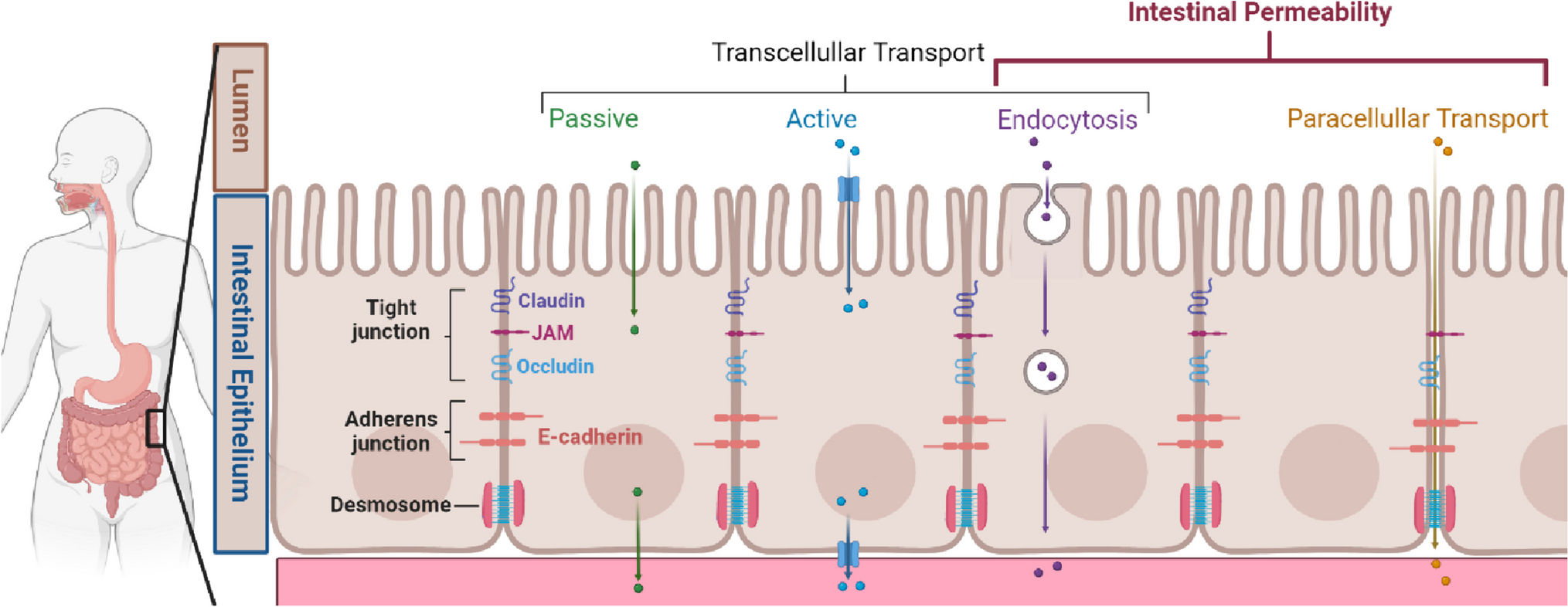 Breaking the Barrier: The Role of Gut Epithelial Permeability in the Pathogenesis of Hypertension