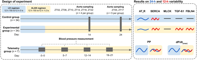Artificial light at night affects the daily profile of pulse pressure and protein expression in the thoracic aorta of rats