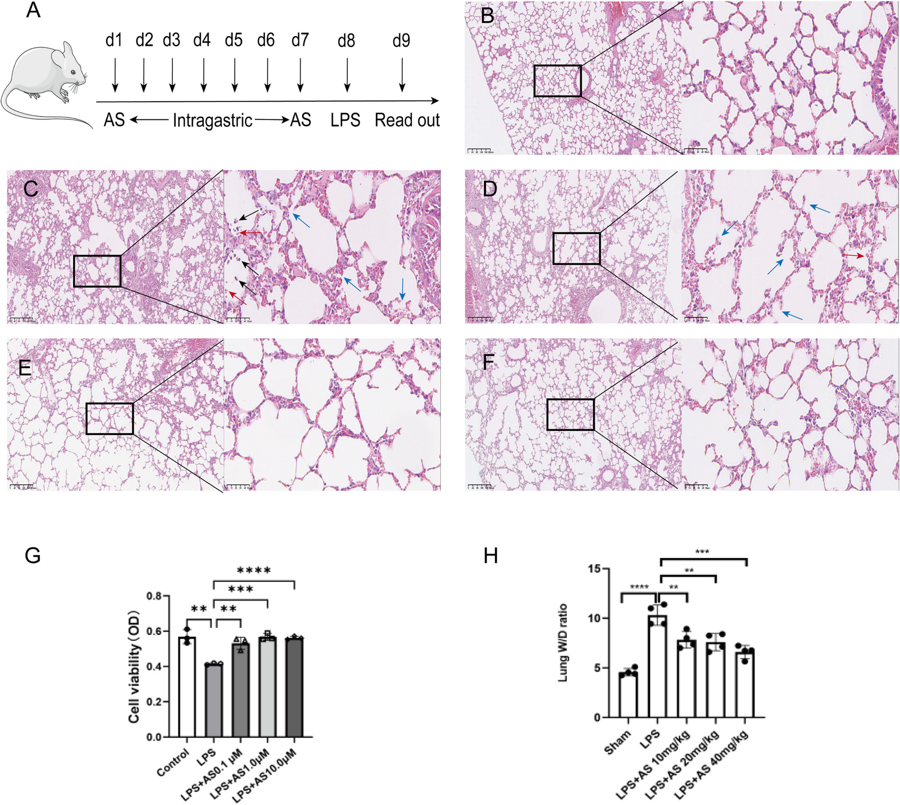 Asiaticoside alleviates lipopolysaccharide-induced acute lung injury by blocking Sema4D/CD72 and inhibiting mitochondrial dysfunction in RAW264.7 cell and mice