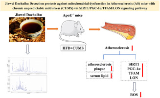 Jiawei Dachaihu decoction protects against mitochondrial dysfunction in atherosclerosis (AS) mice with chronic unpredictable mild stress (CUMS) via SIRT1/PGC-1α/TFAM/LON signaling pathway