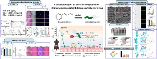 Cinnamaldehyde: An effective component of Cinnamomum cassia inhibiting Helicobacter pylori