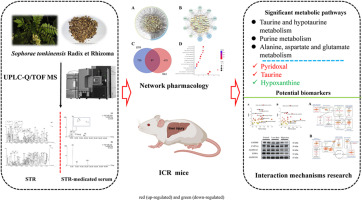 Multi-omics and chemical profiling approaches to understand the material foundation and pharmacological mechanism of sophorae tonkinensis radix et rhizome-induced liver injury in mice