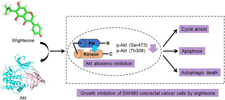 Wighteone, a prenylated flavonoid from licorice, inhibits growth of SW480 colorectal cancer cells by allosteric inhibition of Akt