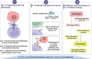 IL-15 as a key regulator in NK cell-mediated immunotherapy for cancer: From bench to bedside