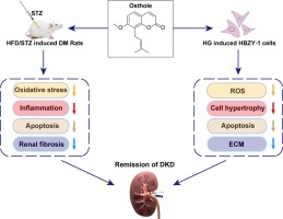 Osthole ameliorates early diabetic kidney damage by suppressing oxidative stress, inflammation and inhibiting TGF-β1/Smads signaling pathway