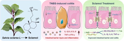 Sclareol protected against intestinal barrier dysfunction ameliorating Crohn's disease-like colitis via Nrf2/NF-B/MLCK signalling