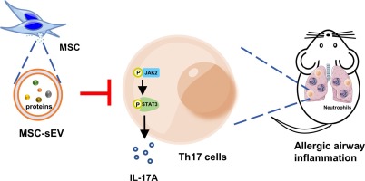 Small extracellular vesicles derived from human mesenchymal stem cells prevent Th17-dominant neutrophilic airway inflammation via immunoregulation on Th17 cells
